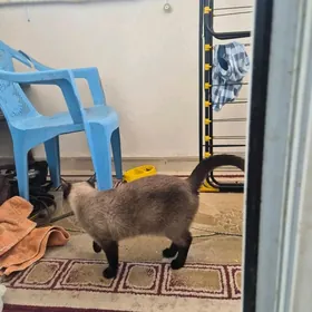 сиамская кошка в добрые руки