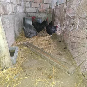 Ataks domınant towuk