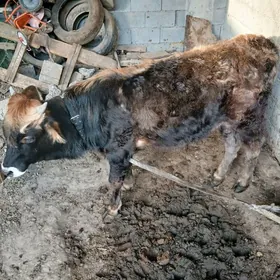 Şiwes ökuz 1 ýaşan