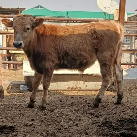 SIWES ŐKÜZ WE TÜWE