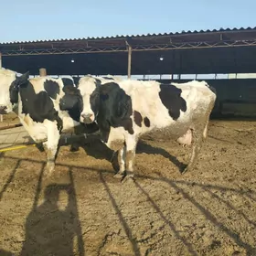 Galistevin sygyrlar saglyk .