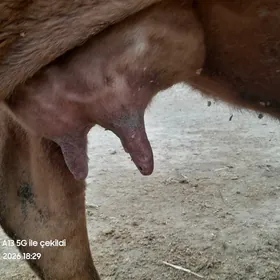 2 sany tanaly sygyrlar