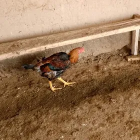 paroda ursyan towuk horaz