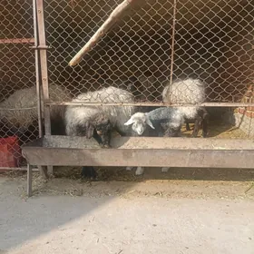 гузили гоюн