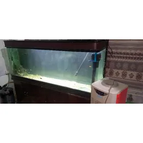 akwarum аквариум