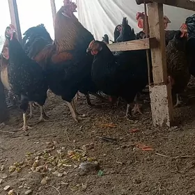 АРАССА ГИГАНТ