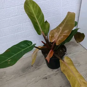 ФИЛОДЕНДРОН