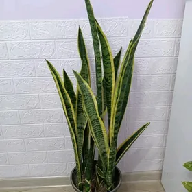 САНСЕВИЕРИЯ ГОЛД