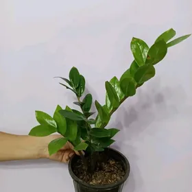 ЗАМИОКУЛЬКАС