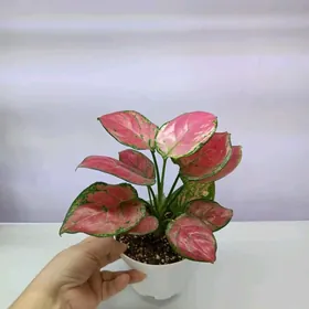 АГЛАОНЕМА ПИНК