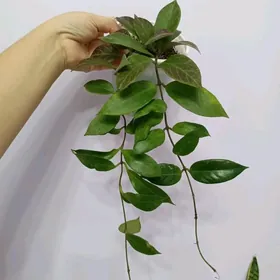 ХОЙЯ САНРАЙЗ