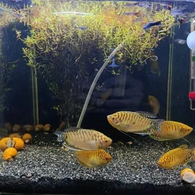 гурами ампуляри аквариум