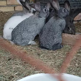 Йетишен товшанлар