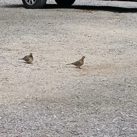 Tejen saher Bos melek yer