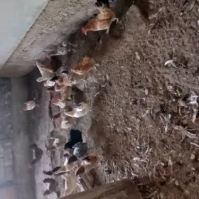 guzlap duran towuklar