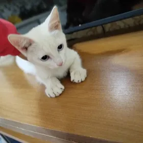 Девочка Белка