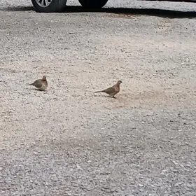 Tejen saher Mellek yer