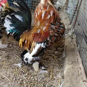 karlik troyka horazlar