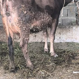 ARASSA SWES GOLELİ SYGYR