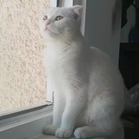 шотландский кот белого цвета