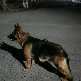 Nemmediski afcarka pasatka