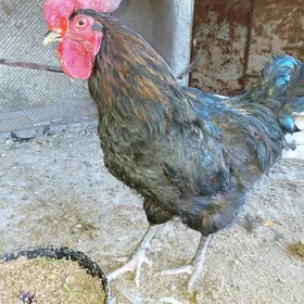 Horaz amerikanskiy jersiy