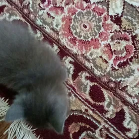 шотландский примоухие