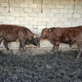 Bakylan Öküzler 2 sany