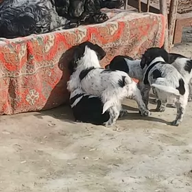 gujukler paroda Russkiy Spanie