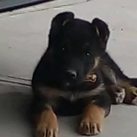 авчарка  немис