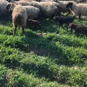 guzyly goyun boğaz goyun