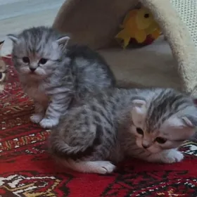 yatyk gulak we dik gulak