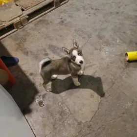 haski erkek ady simba