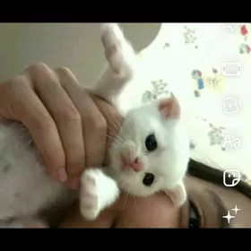 sotlan paroda pisikler