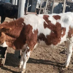 aysir gibrt tuwe 1.5 bogaz