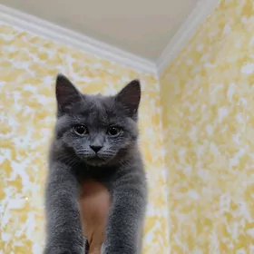 Шотландский прямоуха срочна