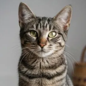 Тигрёнок, 5мес