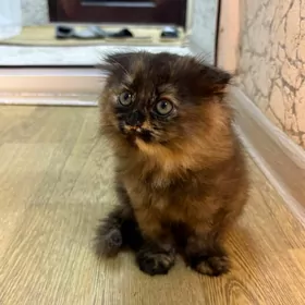 вислоухие котята