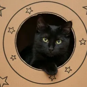 Черныш, 4мес