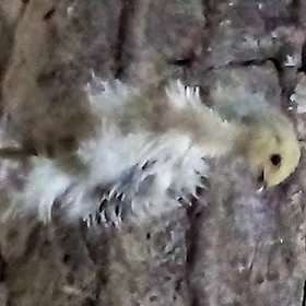 paroda towuk jùýje