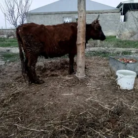 gysyr sygyr 2sany 1tuwe