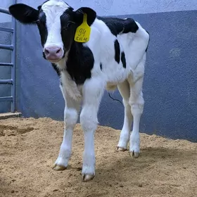 Golişdeýin öküzçe