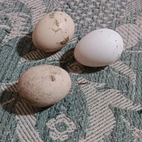 Taşkent ýumurtgasy