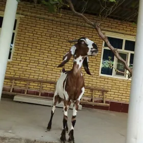 ПАКИСТАН ГЕЧИ