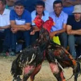 BAÝES TASKENT JÜJE