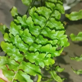 папоротники