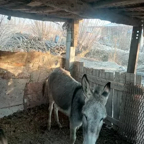 Eşek urkaçy ýaşajyk