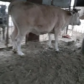 Гысыр Сыгыр