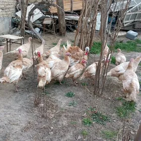 авган индуклар