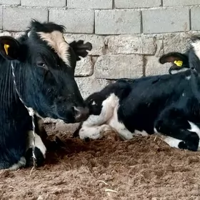 Golişdeyin we semental göleler